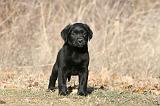 LABRADOR 1129